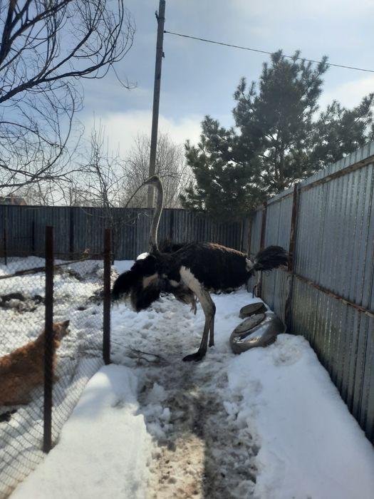 Африканский страус самка