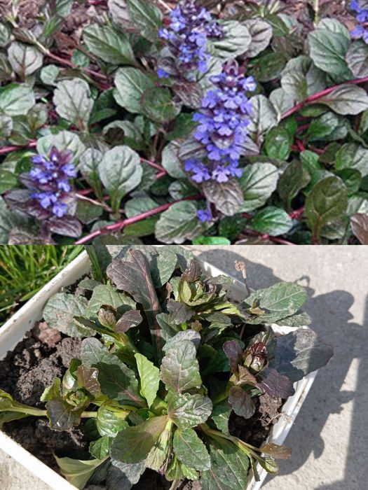 Садовые растения