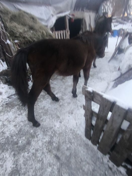 Продаються жеребята байтал