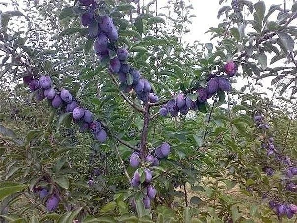 Саженцы Кошет туя туй смарагд