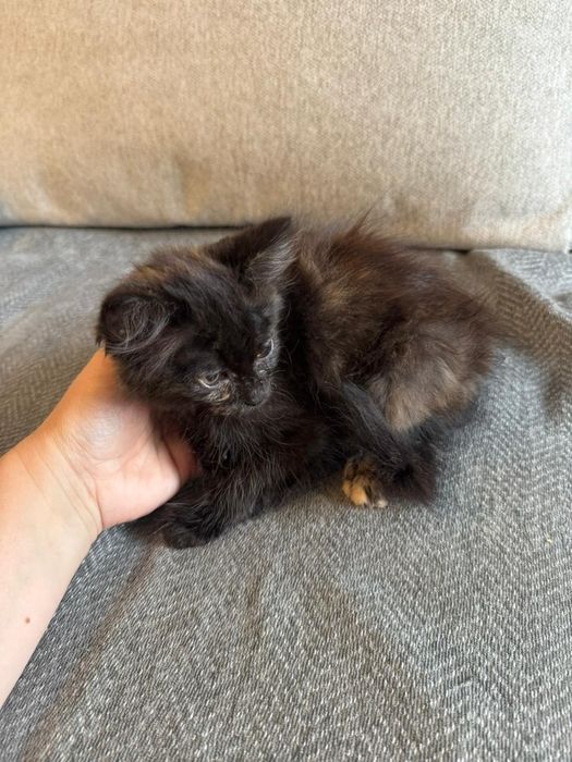Отдам котят в хорошие руки