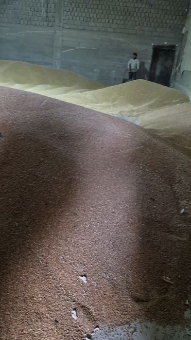 Qozoqiston bug'doyi 4 klass/пщеница 4 класс Казахстан