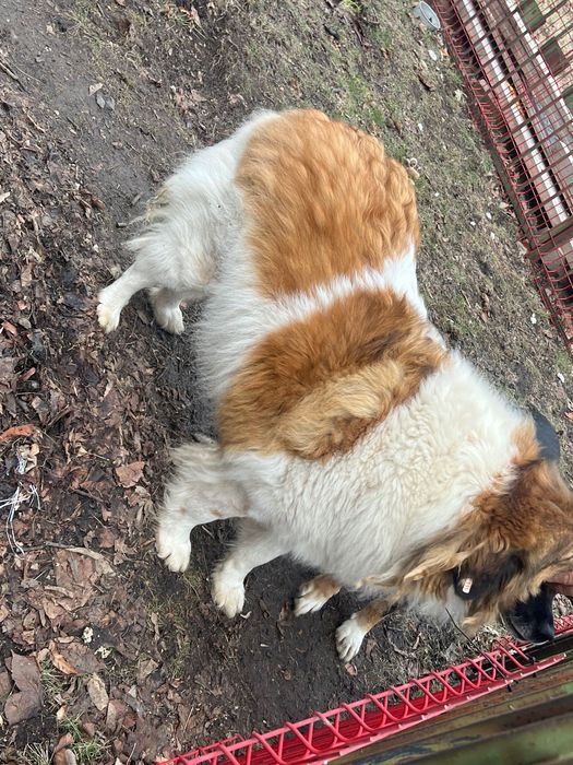 Подарявам чистокръвна каракачанка на 4 години