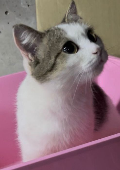 Котенок Мия  ищет дом и ласковые руки