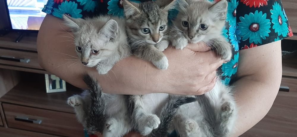Котята симпотяшки.