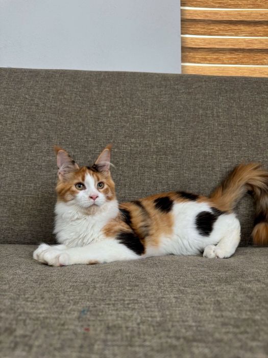 Fetita maine coon felisa autorizata cu pedigree
