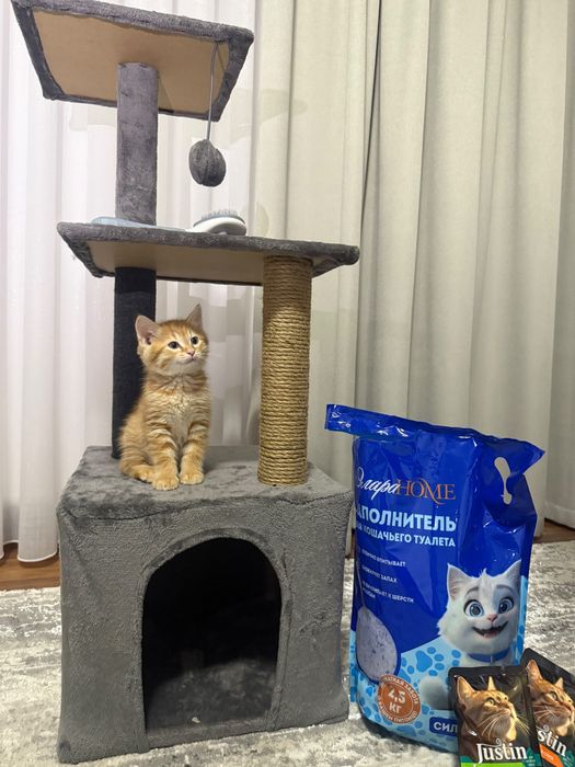 Отдам котенка бесплатно