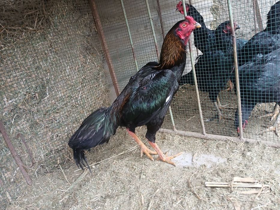 Mayski juja sotiladi