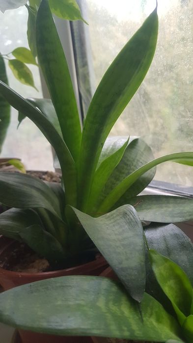 Цветы для офиса, кабинета