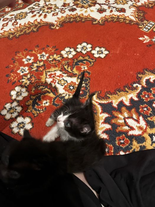 Воспитанные милые котята,приучены к дотку и ласковые)