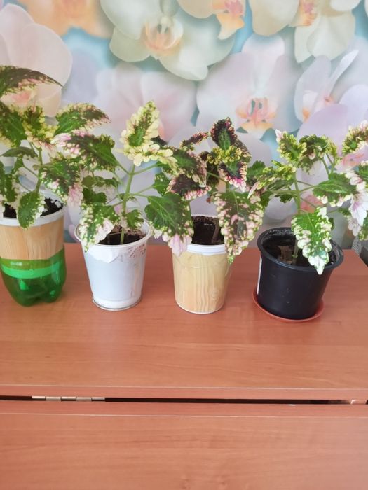 Продам комнатные цветы  колеолус.