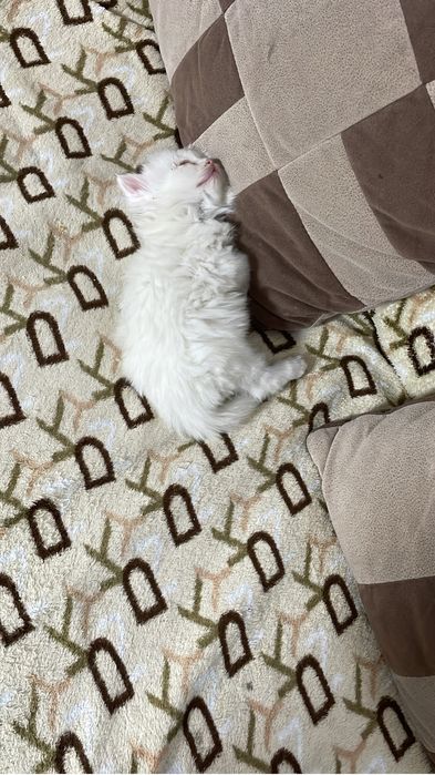 Котенок бесплатно