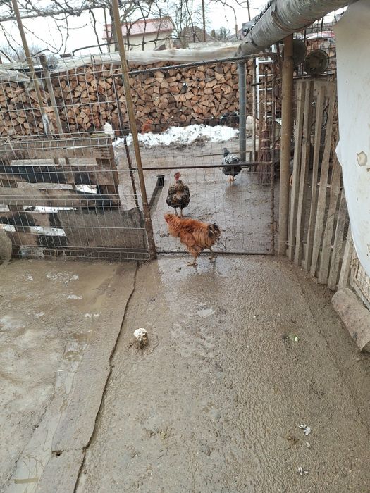 Vind cocosi frezatii 100 buc