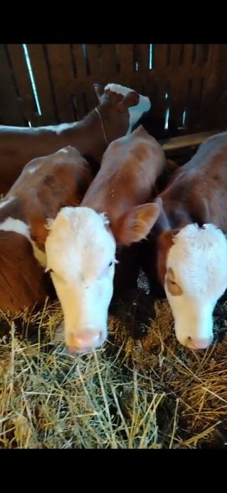 Vitei intercati 4 buc