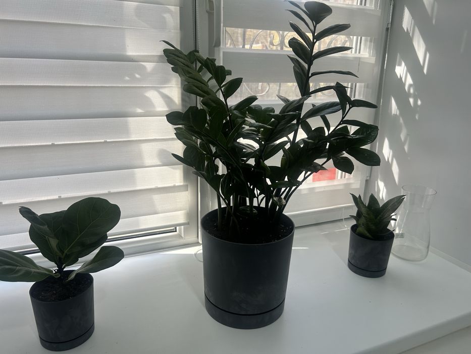 Уход за комнатами растениями