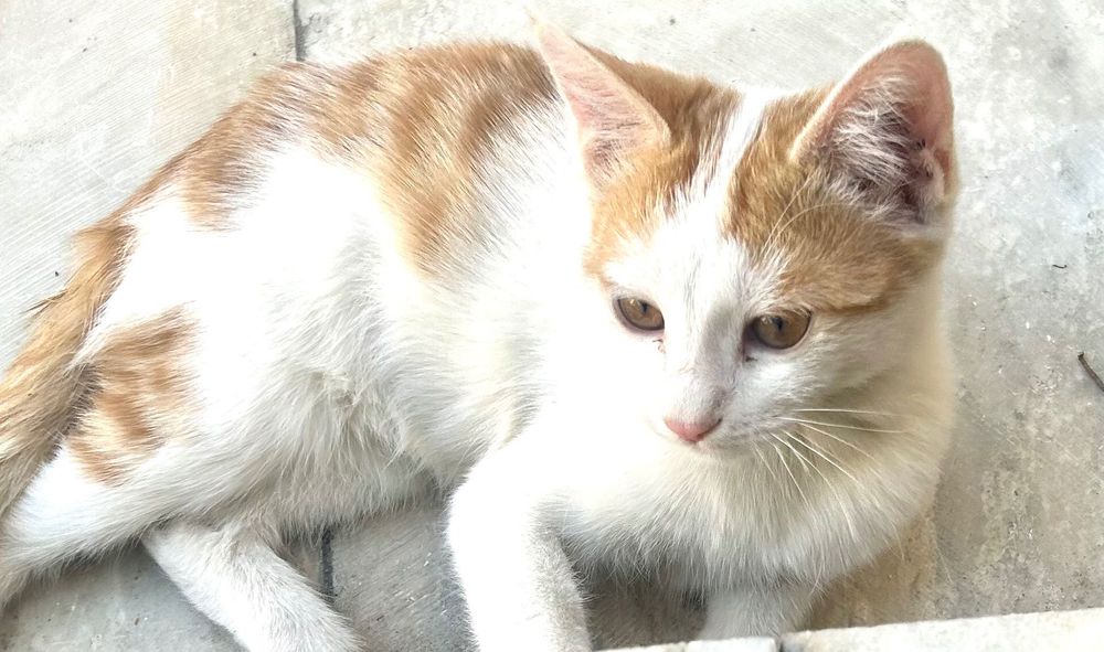 Котята В Бухаре.