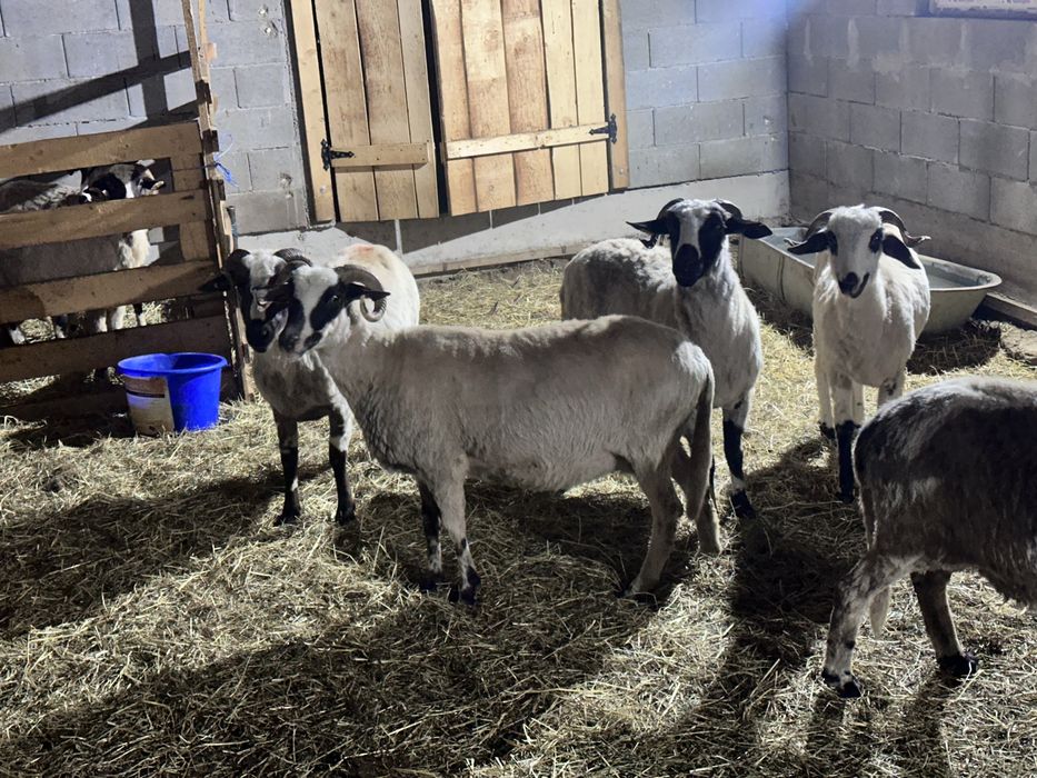 De vanzare 6 oi cu lapte