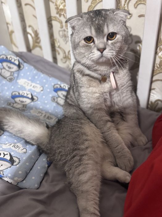 Продам породистых котят