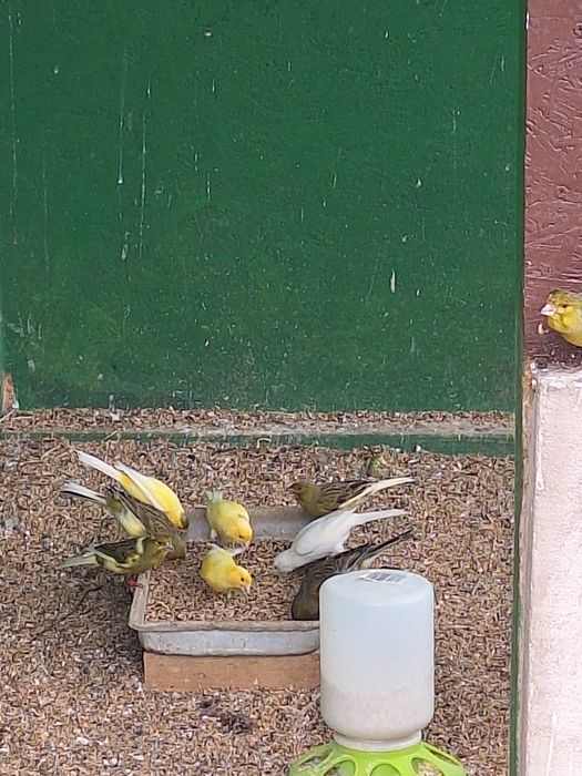Canari timbrado Spaniol