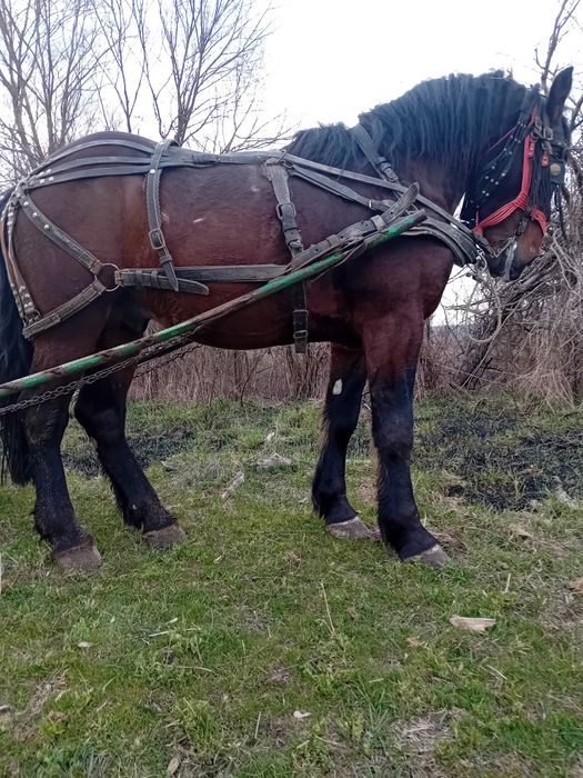 Vand cal doi ani jumate