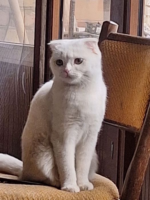 Продаëтся кошка вислоухая