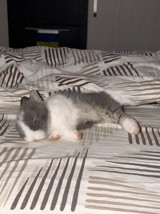 DAU iepuras spre ADOPTIE - GRATIS