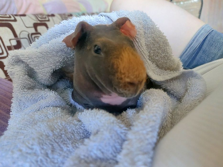 Ищем жениха для нашей девочки