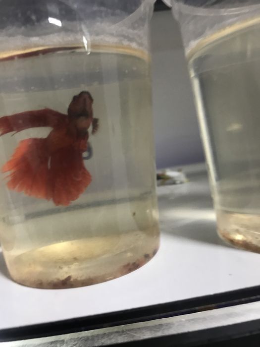 Юбки петушки разного цвета