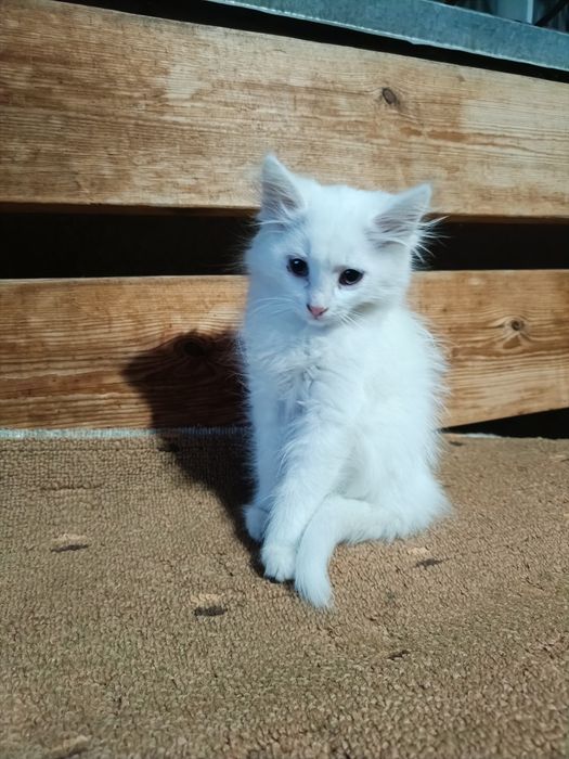 Отдадим котят в добрые руки!