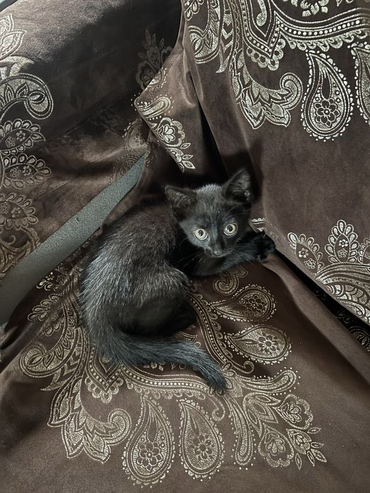 Отдам котенка в хорошие Руки!