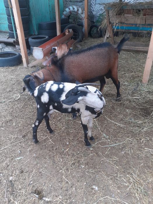 Vand tap,iedut si capra