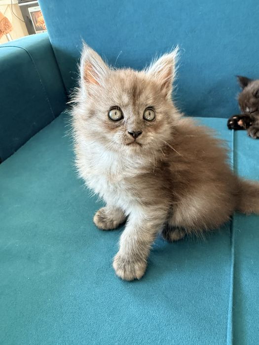 Продам котят от мейн куна