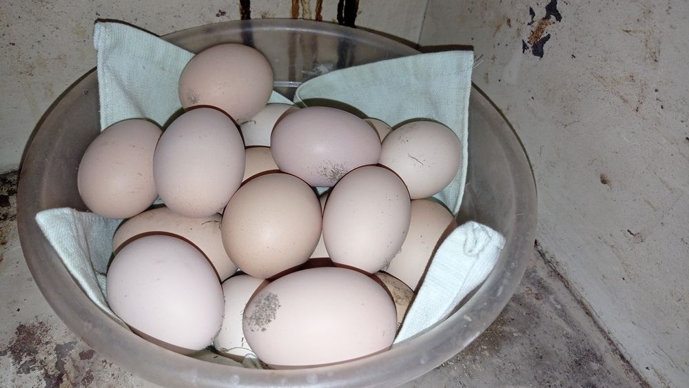 Brama Tovuqlar Tuxumi Sotiladi Uruglangan Zakas Qabul Qilaman