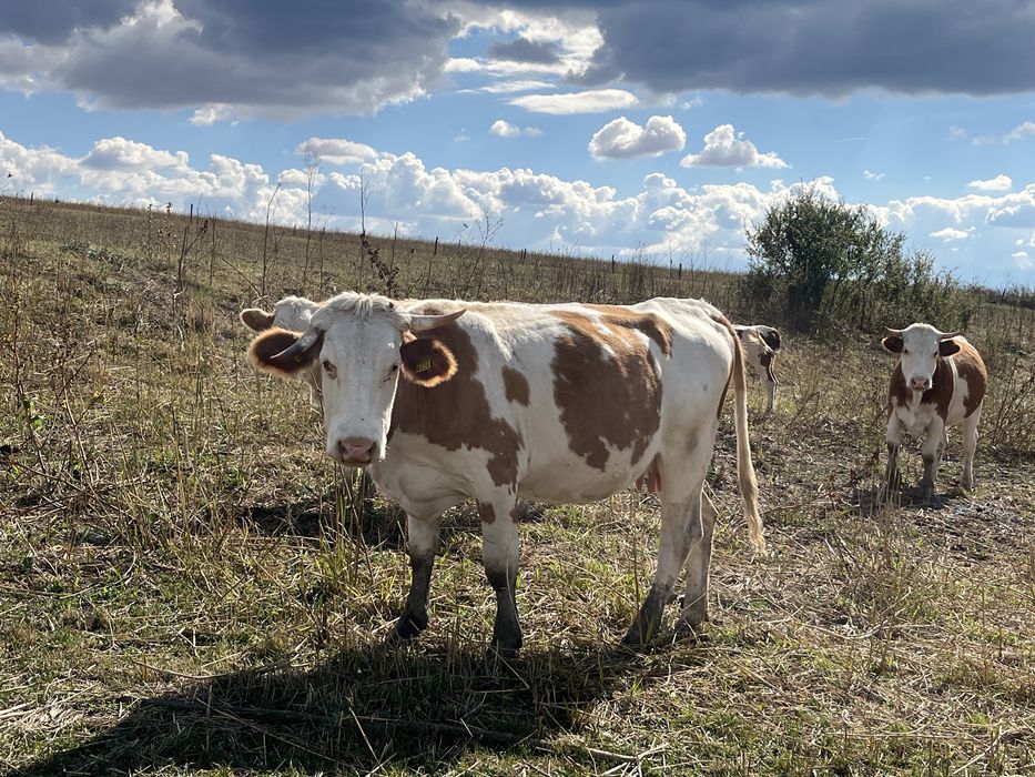 Vand doua vaci gestante