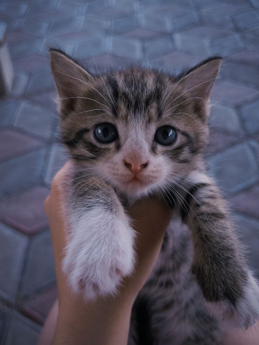 Отдам котят бесплатно