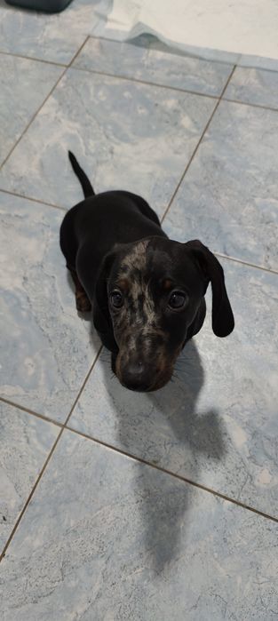 Vand teckel 3 luni Garleni • OLX.ro