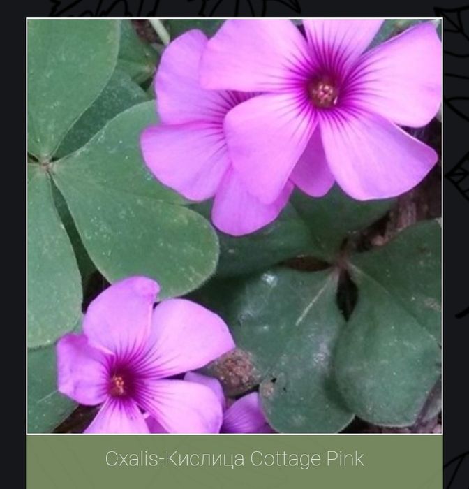 Кислица(оксалис) несколько видов.