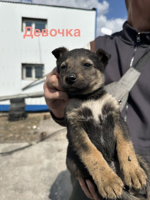 Отдаем щенков БЕСПЛАТНО