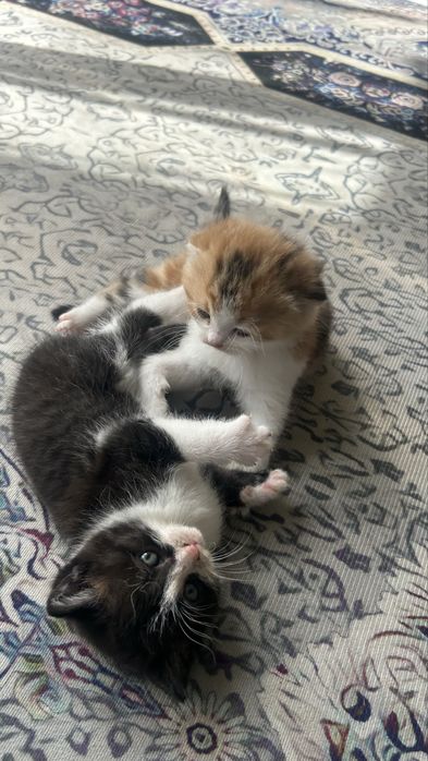 Котята , мальчики . Мать вислоухая