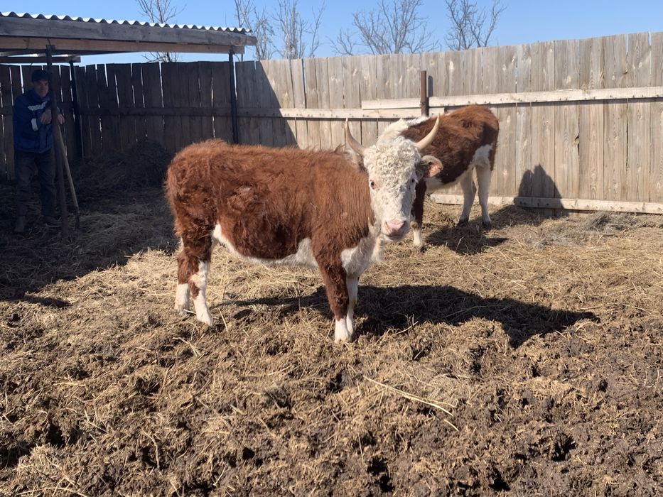 Кашар сатам 3 жаста