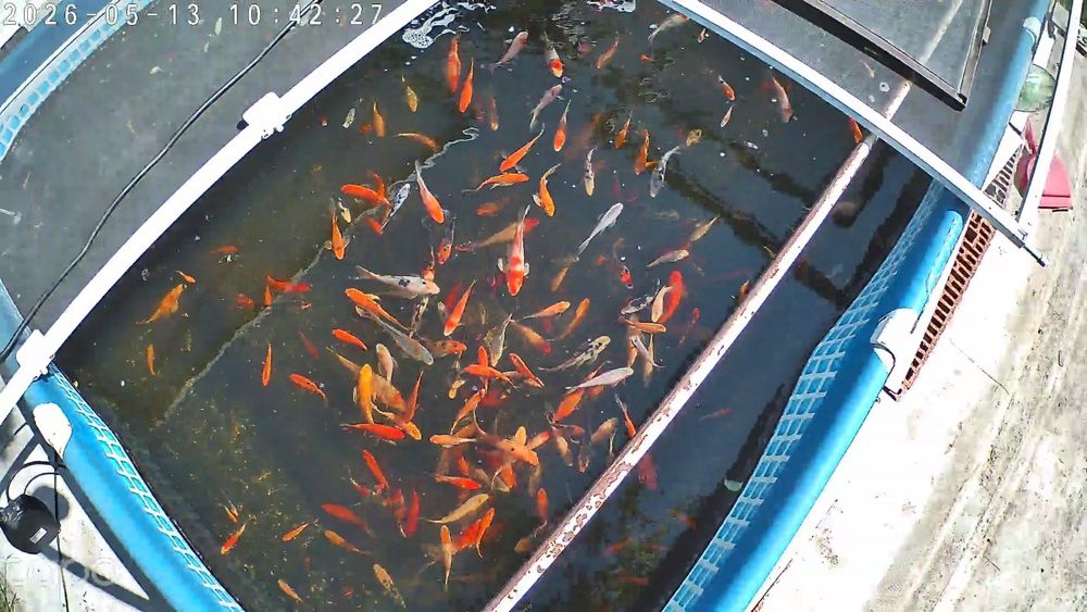 Crapi Koi/Butterfly