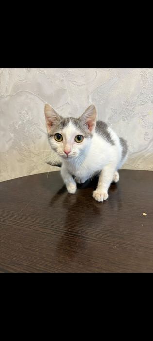 Отдам котёнка в хорошие руки