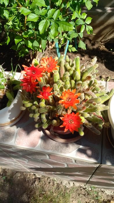 CACTUȘI INFLORITI Diverse MODELE,Culori,crescuți ghiveci cu rădăcini