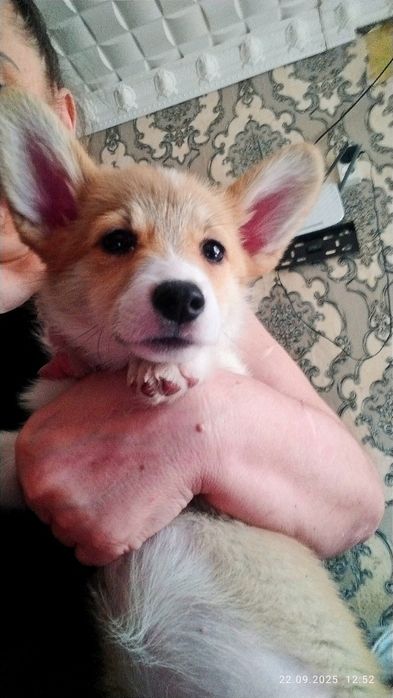 В продаже вельш пемброк корги