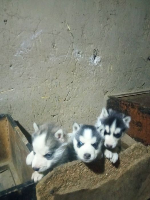 Хаски 1,5 айлык кушиктери