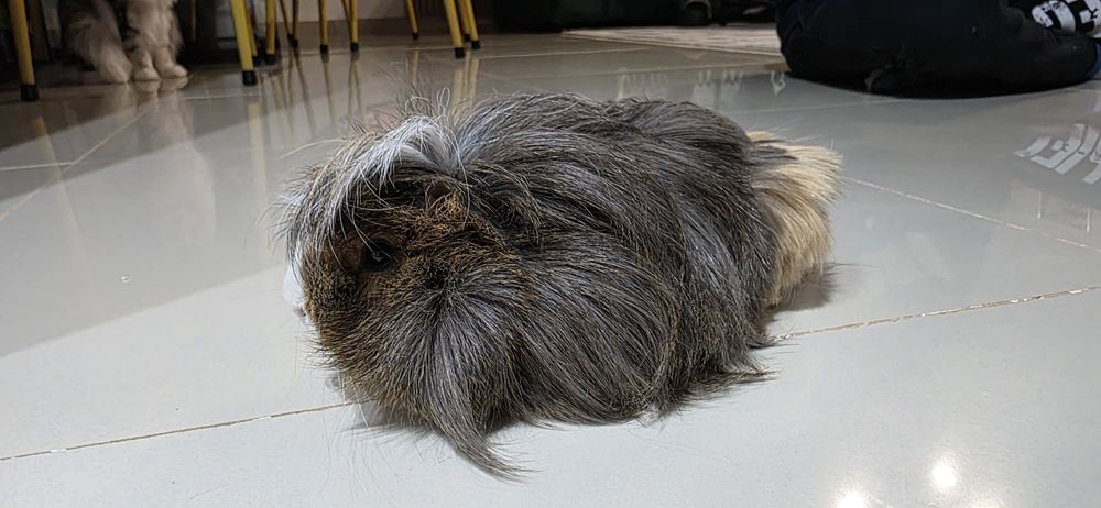 DONEZ Porcusor de Guineea