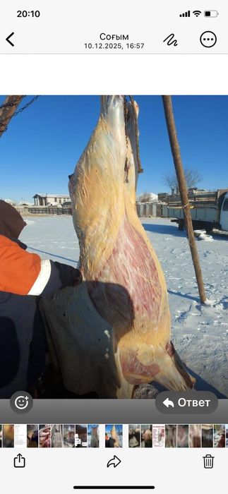 Астана илинка Ауылында семіз жылқылар сатылады