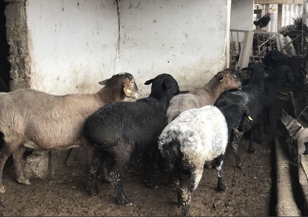 Кой сатылады