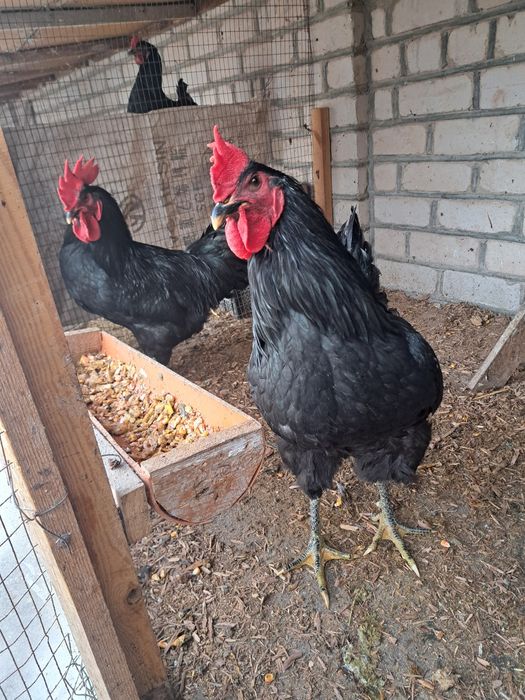 Gigant Qora Shaxzoda Xo'rozlari sotilodi