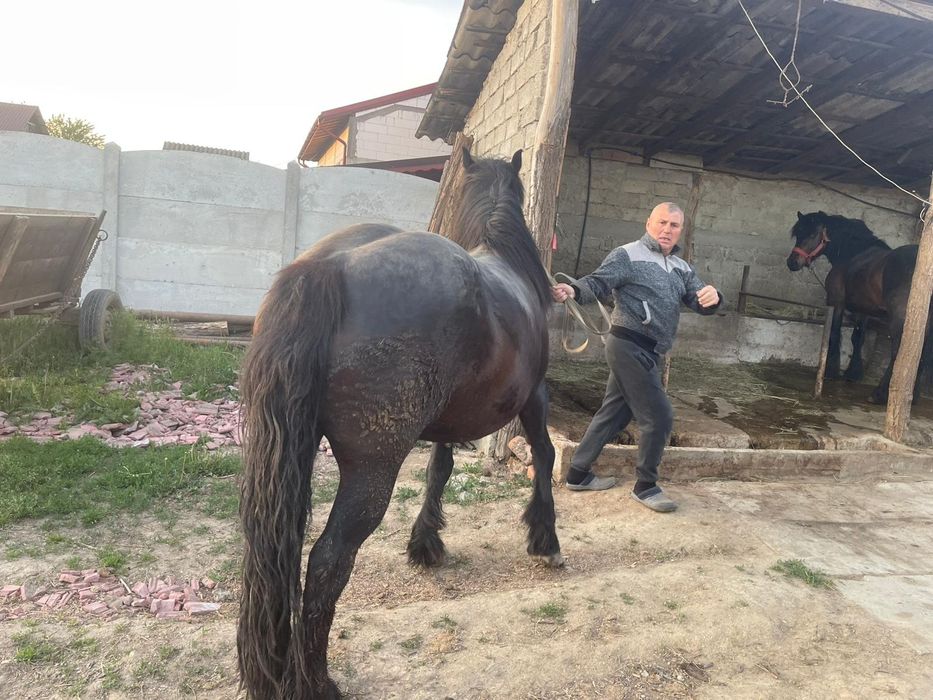 Iapa de vanzare 5 ani